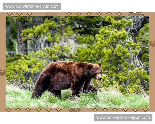 力量的碰撞：灰熊与公牛——一场史诗级的野性对决